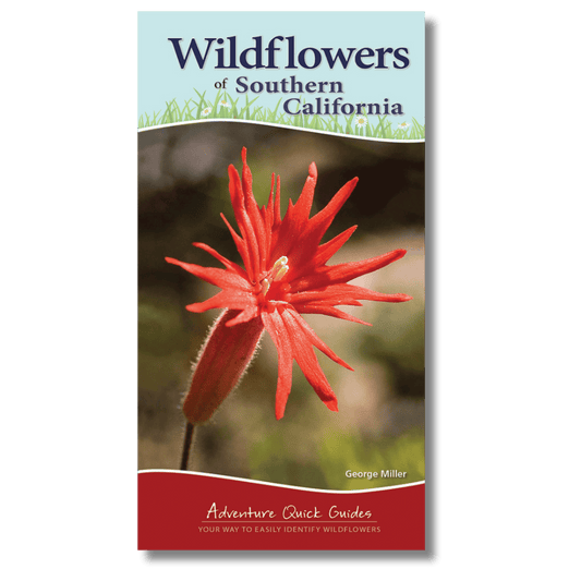 Wildflowers of Southern California