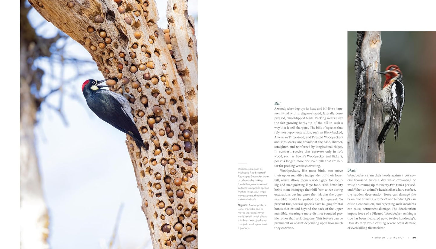 Woodpecker: A Year in the Life of North American Woodpeckers