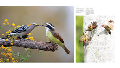 Woodpecker: A Year in the Life of North American Woodpeckers