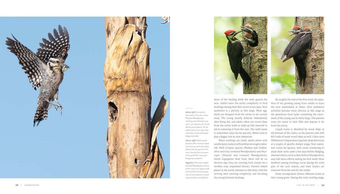 Woodpecker: A Year in the Life of North American Woodpeckers