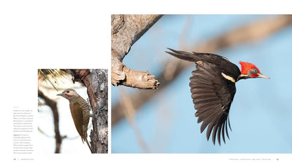 Woodpecker: A Year in the Life of North American Woodpeckers