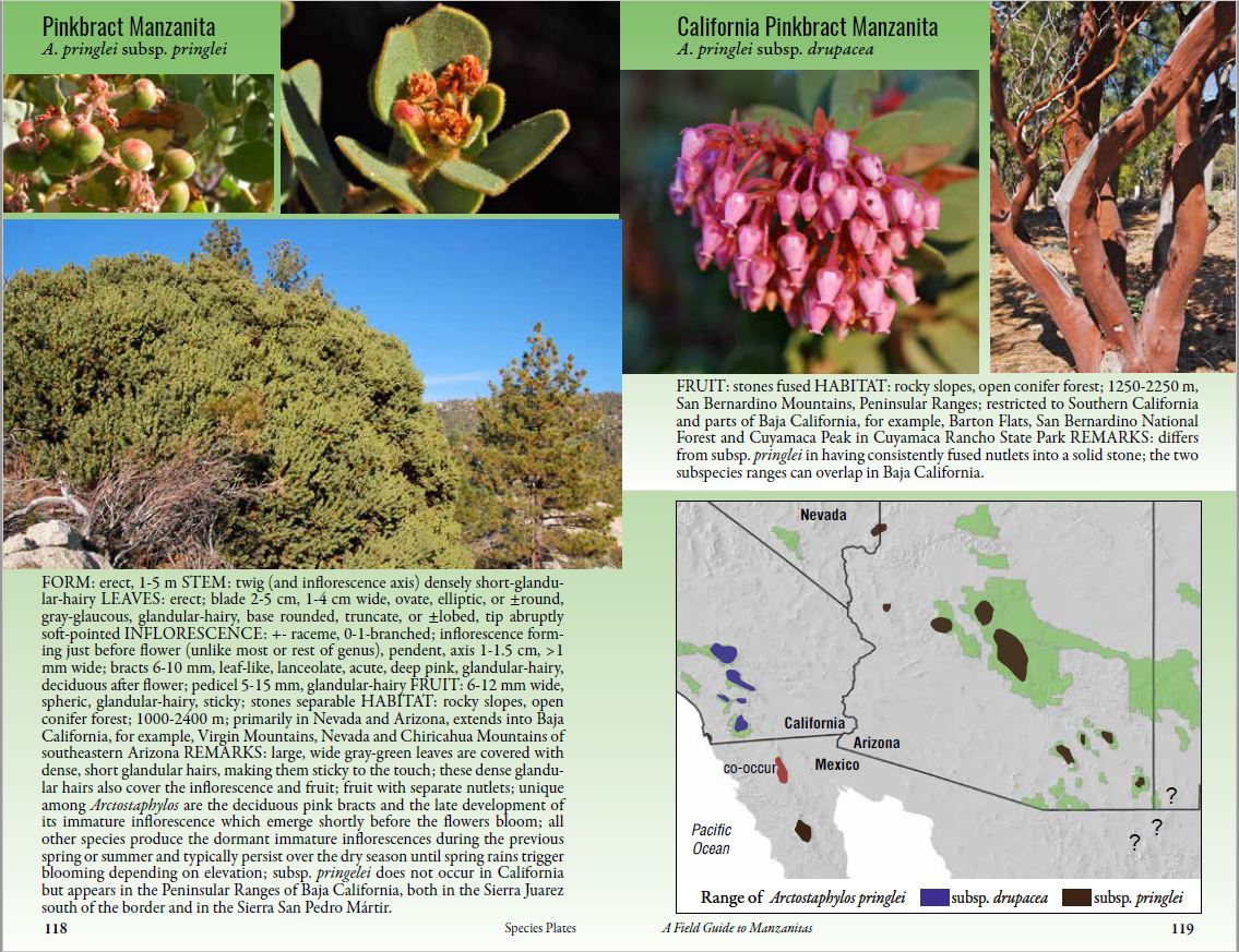 Field Guide to Manzanitas