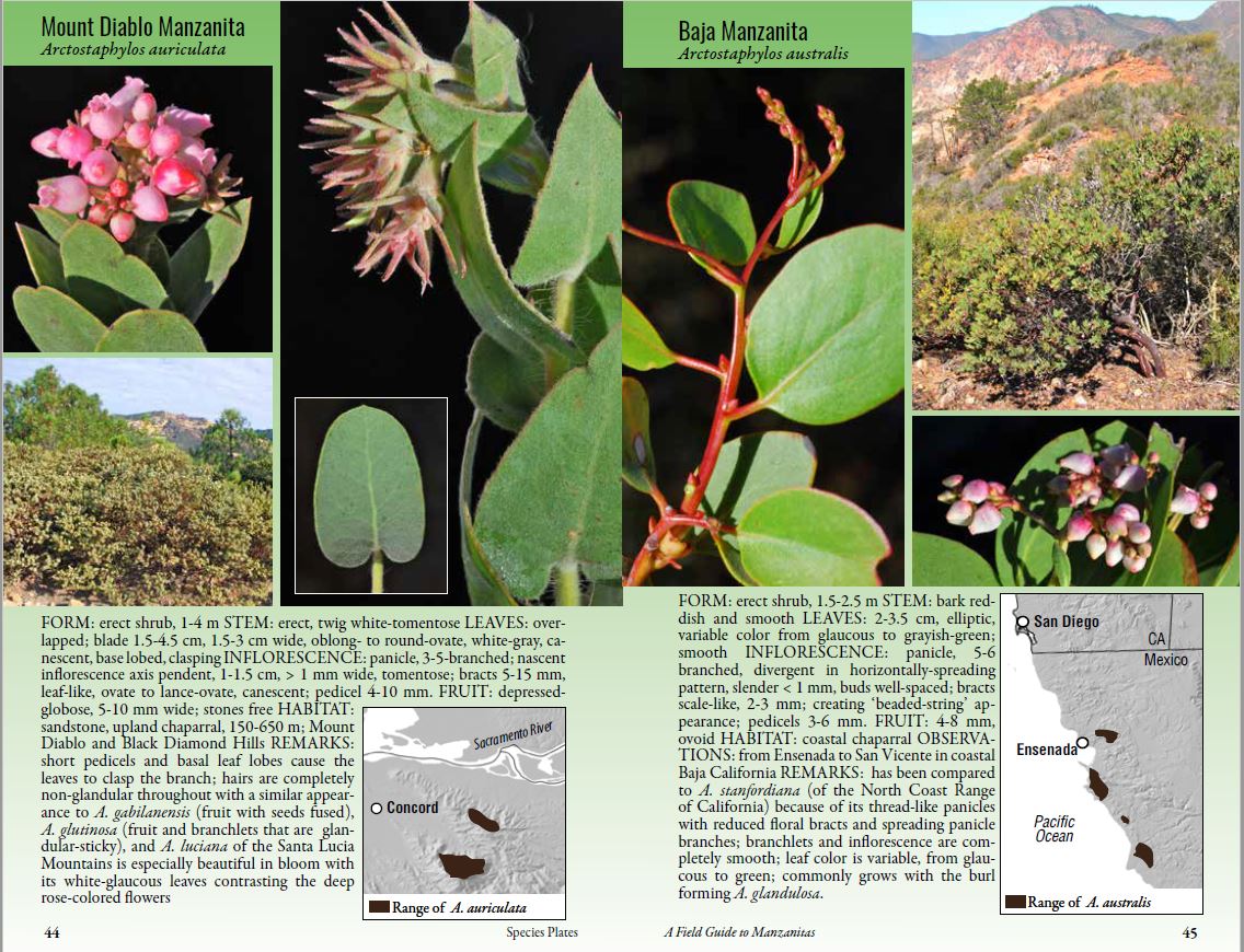Field Guide to Manzanitas