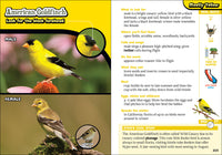 Kids’ Guide to Birds of California