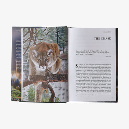 Path of the Puma: The Remarkable Resilience of the Mountain Lion